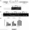 Fig. 09 - Compositions and methods for modulating dysferlin expression