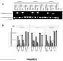 Fig. 11 - Compositions and methods for modulating dysferlin expression