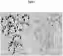 Fig. 06 - Methods and compositions for selective regulation of protein expression