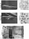 Fig. 08 - Methods and compositions for selective regulation of protein expression