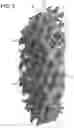 Fig. 06 - Recoil pad for a firearm