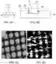 Fig. 06 - Capture probe