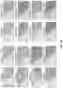 Fig. 06 - Eosin staining techniques