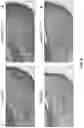 Fig. 11 - Eosin staining techniques