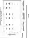 Fig. 16 - Eosin staining techniques