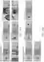 Fig. 18 - Label-free bio-aerosol sensing using mobile microscopy and deep learning