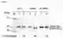 Fig. 02 - Cell-based method for determining an activity of botulinum toxin