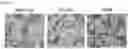 Fig. 05 - Cell-based method for determining an activity of botulinum toxin