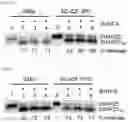 Fig. 08 - Cell-based method for determining an activity of botulinum toxin