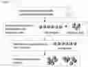 Fig. 10 - Cell-based method for determining an activity of botulinum toxin