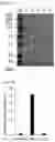 Fig. 16 - Cell-based method for determining an activity of botulinum toxin
