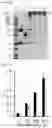 Fig. 20 - Cell-based method for determining an activity of botulinum toxin