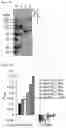 Fig. 22 - Cell-based method for determining an activity of botulinum toxin