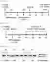 Fig. 23 - Cell-based method for determining an activity of botulinum toxin