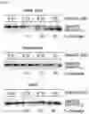 Fig. 24 - Cell-based method for determining an activity of botulinum toxin