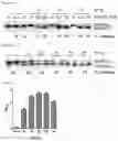 Fig. 26 - Cell-based method for determining an activity of botulinum toxin