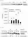 Fig. 27 - Cell-based method for determining an activity of botulinum toxin