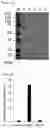 Fig. 16 - Cell-based method for determining an activity of botulinum toxin