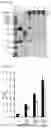 Fig. 20 - Cell-based method for determining an activity of botulinum toxin