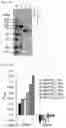 Fig. 22 - Cell-based method for determining an activity of botulinum toxin