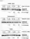 Fig. 24 - Cell-based method for determining an activity of botulinum toxin