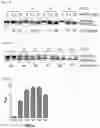Fig. 26 - Cell-based method for determining an activity of botulinum toxin