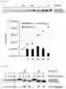 Fig. 27 - Cell-based method for determining an activity of botulinum toxin