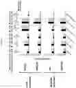 Fig. 23 - Photoaffinity probes