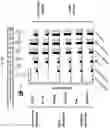 Fig. 24 - Photoaffinity probes