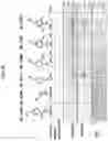 Fig. 31 - Photoaffinity probes