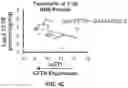Fig. 07 - METHODS OF QUANTIFYING CFTR PROTEIN EXPRESSION