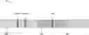 Fig. 01 - Lateral flow immunoassay for measuring functional C1-esterase inhibitor (C1-INH) in plasma samples