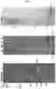 Fig. 02 - DNA aptamer specifically binding to ESAT6, and use thereof