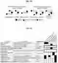 Fig. 02 - Methods for detecting and for treating pancreatic cancer
