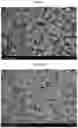 Fig. 02 - CATHODE ACTIVE MATERIAL FOR LITHIUM SECONDARY BATTERY, CATHODE INCLUDING SAME, AND LITHIUM SECONDARY BATTERY INCLUDING SAME