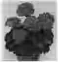 Fig. 01 - plant named ‘Pacdazz’