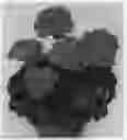 Fig. 02 - plant named ‘Pacdazz’