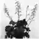 Fig. 01 - plant named ‘IFHERB’