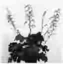 Fig. 02 - plant named ‘IFHERB’