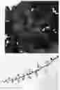 Fig. 03 - plant named ‘IFHERB’