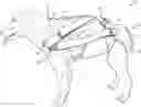 Fig. 01 - Restraint assembly for an animal