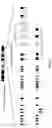 Fig. 02 - Genetically modified non-human animals and methods for producing heavy chain-only antibodies