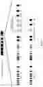 Fig. 06 - Genetically modified non-human animals and methods for producing heavy chain-only antibodies