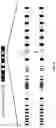 Fig. 07 - Genetically modified non-human animals and methods for producing heavy chain-only antibodies