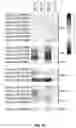 Fig. 13 - METHODS OF REDUCING NEMATODE INFECTION IN PLANTS