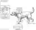 Fig. 01 - QUADRUPED LAMENESS DETECTION