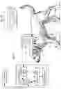 Fig. 02 - QUADRUPED LAMENESS DETECTION