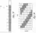Fig. 07 - Systems for treating a hollow anatomical structure