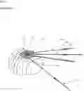 Fig. 02 - Systems, methods, and devices for registering and tracking organs during interventional procedures