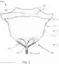 Fig. 05 - Prosthetic Mitral Valves And Apparatus And Methods For Delivery Of Same